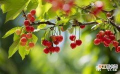 【樱桃】大棚樱桃的栽培与管理有哪些？