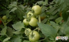 【育苗】西红柿早春育苗的注意事项有哪些？