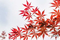 【种子】四季红枫种子种植方法有哪些？