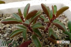 【繁殖】红背椒草扦插繁殖方法有哪些？