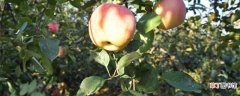 【花期】苹果树花期时的打药方法有哪些？