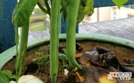 【四季豆】阳台四季豆的种植方法有哪些？