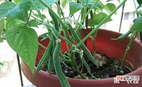 【四季豆】阳台四季豆的种植方法有哪些？