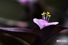 【注意事项】紫鸭拓草的养殖方法和注意事项有哪些？
