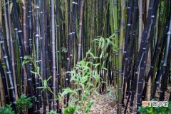 【方法】紫竹施肥方法有哪些？