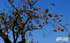 【特点】柿子树的需肥特点和施肥技术有哪些？