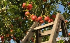 【方法】提高苹果树苗栽植成活率的方法介绍有哪些？