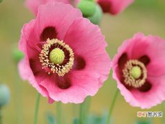 【开花】罂粟花开花时间及药用价值有哪些？