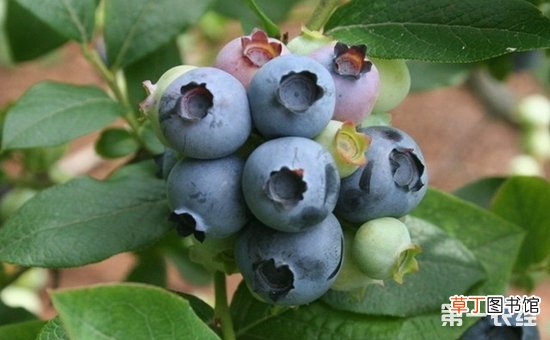 【扦插】蓝莓的扦插繁殖方法和插后管理要点有哪些？