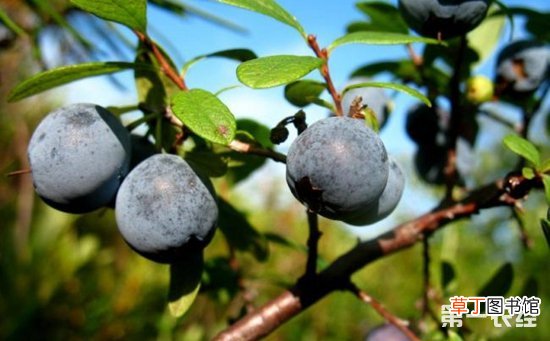 【扦插】蓝莓的扦插繁殖方法和插后管理要点有哪些？
