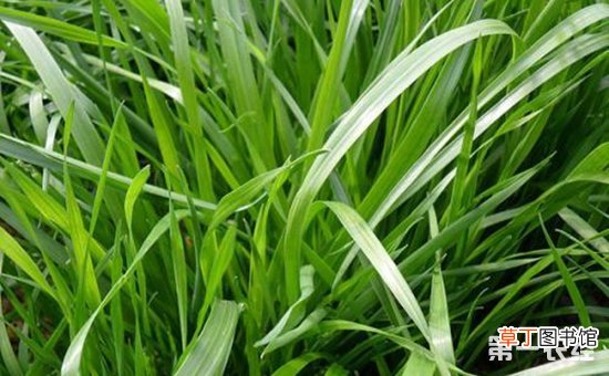【种植】黑麦草的种植技术有哪些？