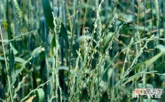 【种植】黑麦草的种植技术有哪些？