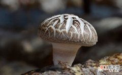 【产地】花菇的产地分布和种植技术有哪些？