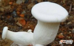 【种植】白灵菇的高产种植技术有哪些？