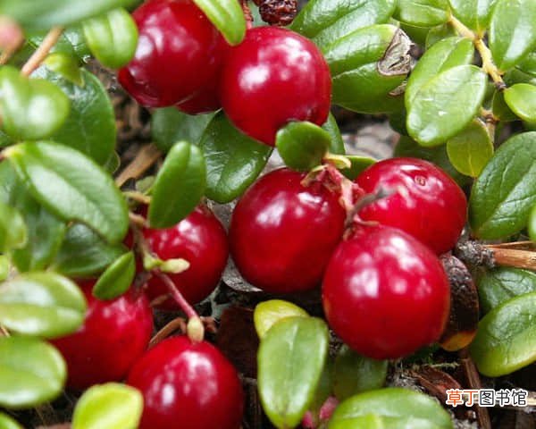 【蔓越莓】蔓越莓的成效有哪些？