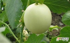 【种植】香瓜的种植时间和种植技术有哪些？