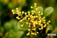【开花】米兰花的开花期施肥方法有哪些？