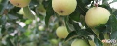 【栽培】苹果树栽培技术有哪些？
