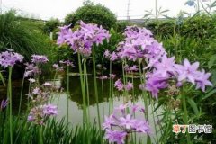 【养殖方法】紫娇花养殖方法有哪些？