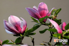 【花期】紫玉兰的花期养护有哪些？