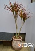 【植物】室内植物千年木图片有哪些？