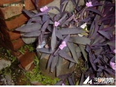 【图片】紫鸭跖草的种子图片有哪些？