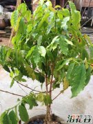 【树】盆栽咖啡树方法有哪些？
