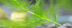 【多】金鱼藻是多年草本植物有哪些注意事项？