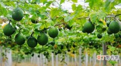 【病害】瓜蒌种植管理以及病害防治要点有哪些？