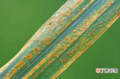 【防治】小麦发生锈病的防治技术有哪些？