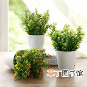 【盆栽】欧式绿植盆栽图片有哪些？