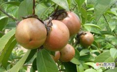【种植方法】油茶树种植方法与管理技术要点有哪些？