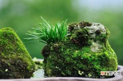 【水生植物】菖蒲为天南星科水生植物有哪些？