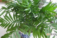 【散尾葵】夏威夷椰子与散尾葵的区别有哪些？