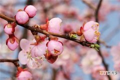 【杏花】盆栽杏花的养护方法有哪些？