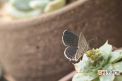 【防治】玄灰蝶预防和防治有哪些？