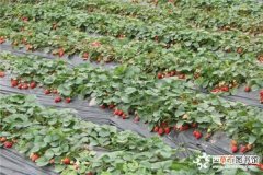 【草莓】丰香草莓的种植事项有哪些？