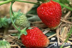 【草莓】丰香草莓的高产技术有哪些？
