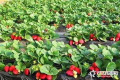 【栽培】章姬草莓的栽培注意事项有哪些？