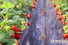 【特点】章姬草莓的特点有哪些？