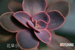 【方法】紫珍珠黑腐怎么办有哪些解决方法？