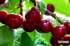 【夏季】樱桃树夏季养护方法有哪些？