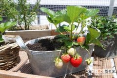 【草莓】盆栽草莓幼苗栽植方法有哪些？