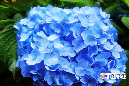 绣球花 【绣球花】如何让八仙花开蓝花有哪些方法？