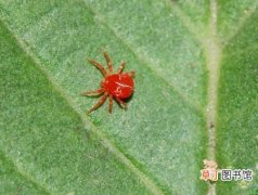 【防治】草莓红蜘蛛防治办法有哪些？