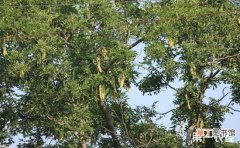 【种植】皂角树怎么种植？皂角树的种植技术有哪些？