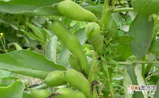 【多】蚕豆种植亩产多少？蚕豆种植的产量介绍有哪些？