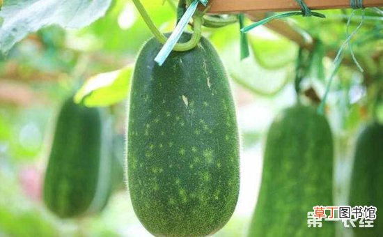【种子】冬瓜的种子处理方法和种植技术有哪些？