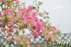 【花】三角梅勤花品种有哪些？