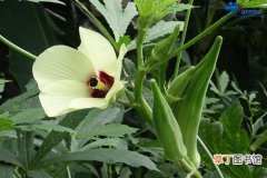 【种植方法】黄秋葵的种植方法介绍有哪些？